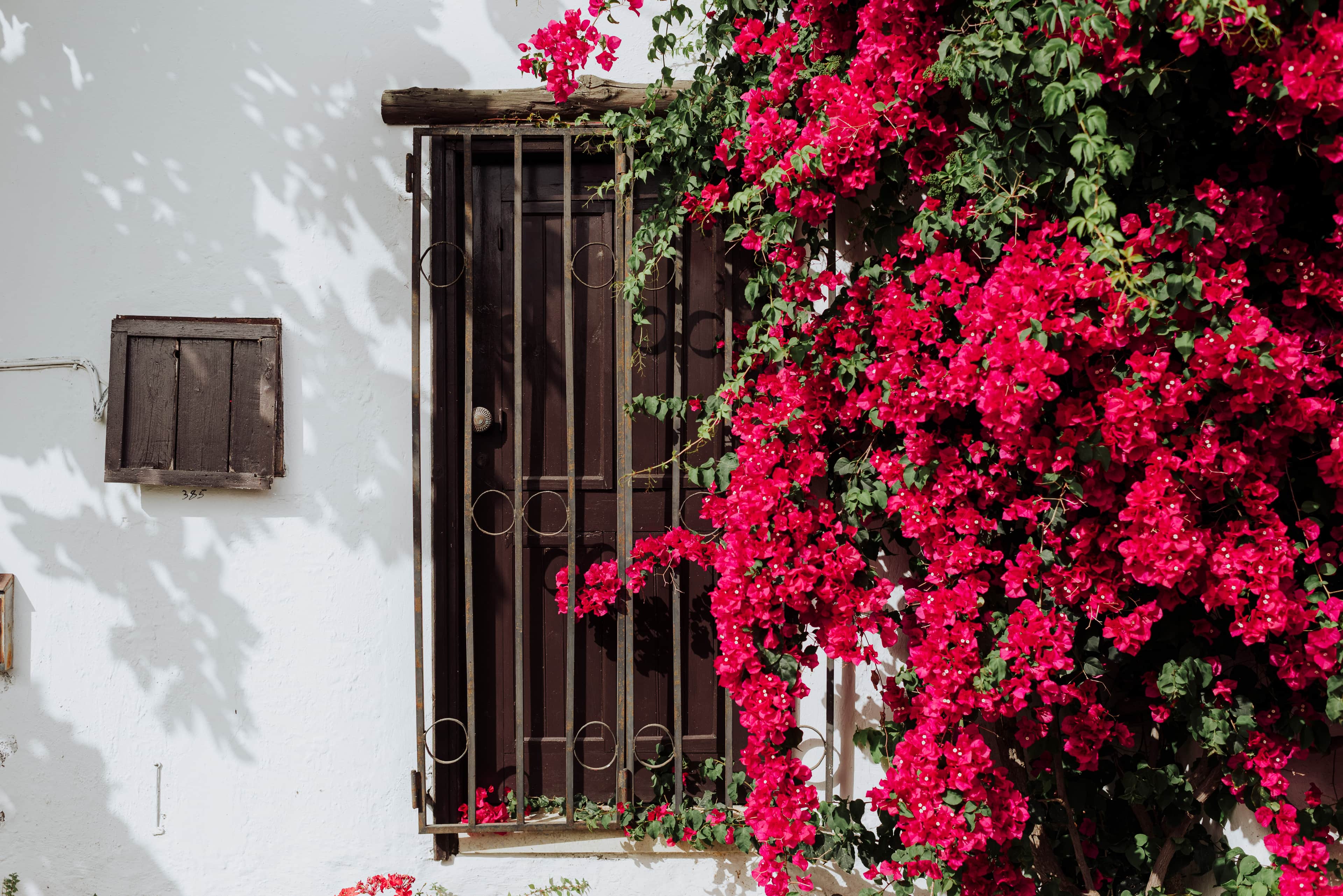 The Endemic Flora of Cyprus